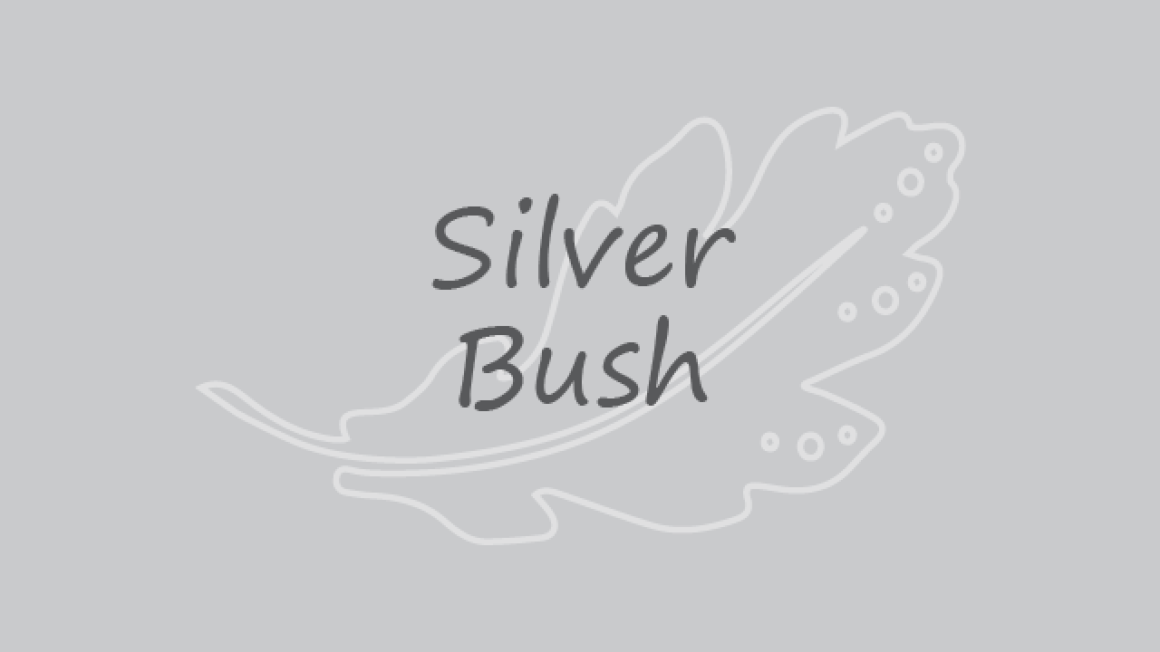Silver Bush 640x480