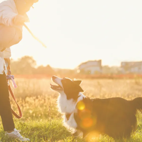 Image for Perk up your life with a pet
