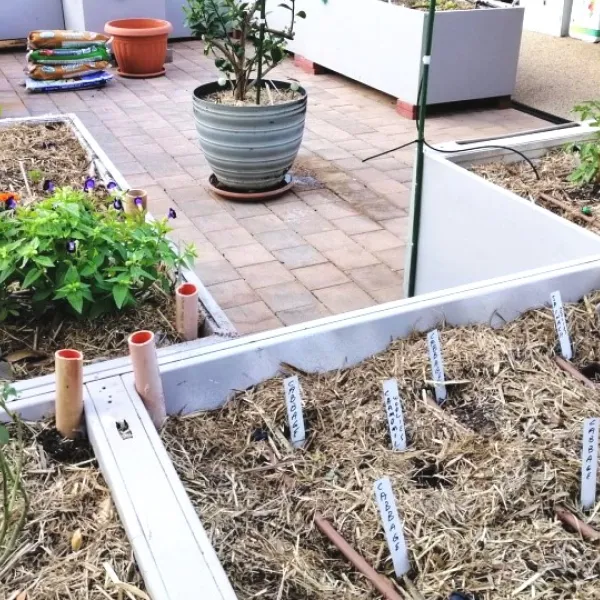 Image for Laying the foundation