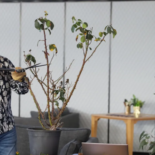 Image for  Gardening expert Kim Syrus answers 7 essential questions retirement village residents should know