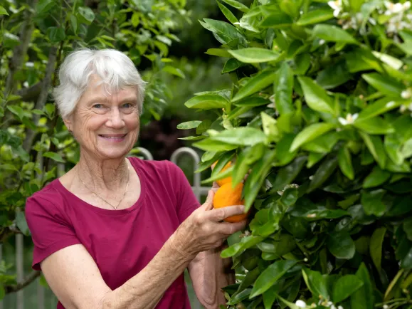 Respite_Willow_Fern_Southern_Cross_Care_bear_fruit